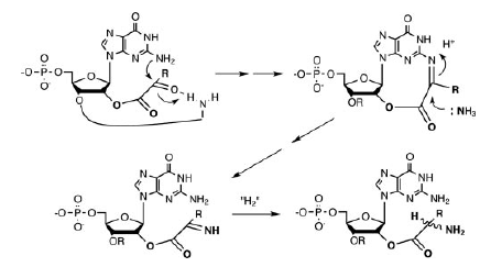 ancient genetic code_Gn synthesis