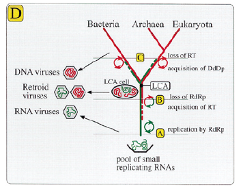 origin of DNA replication-2