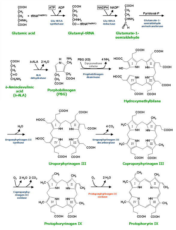 Protoporphyrinogen_synthesis